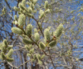 Lieldienas