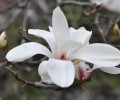 Brīnišķais zieds- magnolija Brīnišķais zieds- magnolija