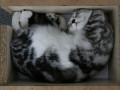 Foto: Kaķis kastē
