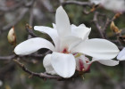 Brīnišķais zieds- magnolija