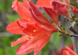 Foto: Zied skaistuļi rododendri