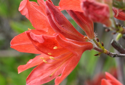 Foto: Zied skaistuļi rododendri