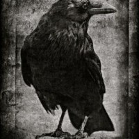 Black Bird