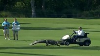 Aligators iejaucas golfa turnīrā