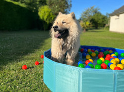 Suns pagalmā: kā nodrošināt drošību un pasargāt dārzu pavasara sezonā?