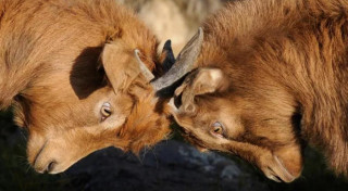 Kā sit un kaujas dažādu zodiaka zīmju pārstāvji