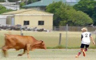 Video: Futbolistam spēles laikā nākas bēgt no buļļa