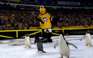 Video: Pirms "Penguins" mājas spēles uz ledus iznāk īsti pingvīni