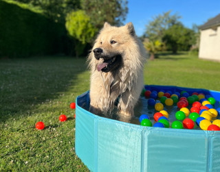 Suns pagalmā: kā nodrošināt drošību un pasargāt dārzu pavasara sezonā?