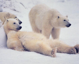 Foto: Ledus lāči nav no ledus
