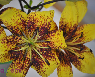 Foto: 35 burvīgas liliju šķirnes krāšņās fotogrāfijās