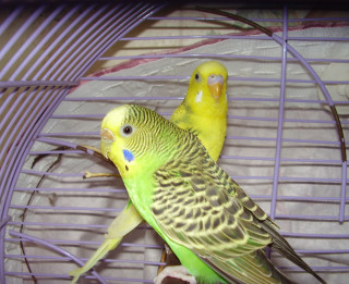 Draugos ar papagaili