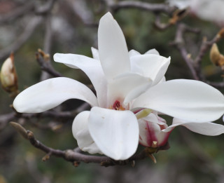 Brīnišķais zieds- magnolija
