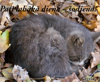 Nedēļas horoskops (7.- 13.oktobris) no astroloģes Initas Dilānes sadarbībā ar astrologi.lv