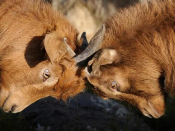 Kā sit un kaujas dažādu zodiaka zīmju pārstāvji