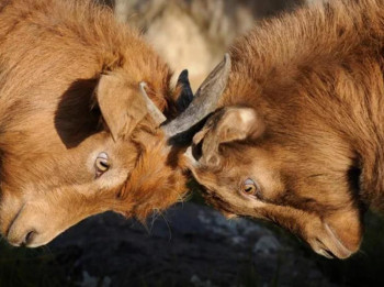 Kā sit un kaujas dažādu zodiaka zīmju pārstāvji