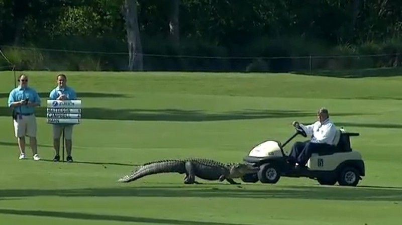 Aligators ierodas golfa laukumā
Foto: no pgatour.com video