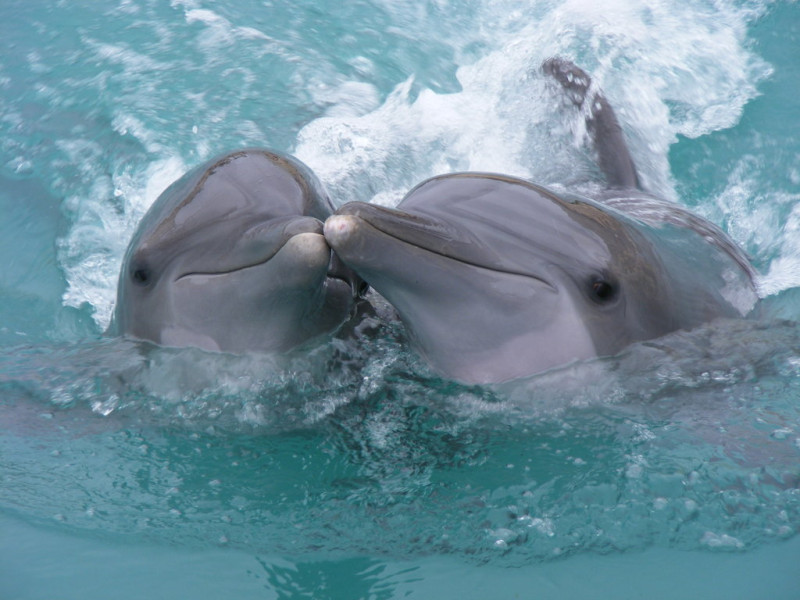 25 interesanti fakti par delfīniem- fantastiskākajiem šīs zemes iemītniekiem
