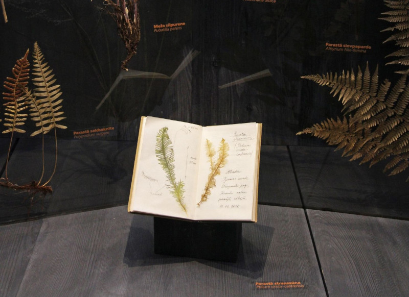 Lieldienu nedēļā  Dabas muzejā aicina izzināt  pavasara augus un  sēnes, mežus, purvus un pļavas