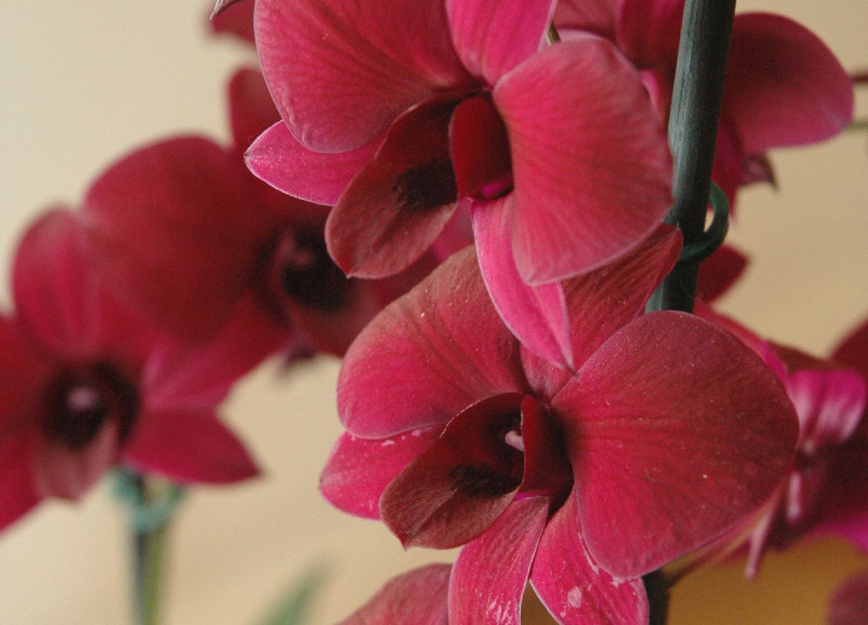 Dabas muzejā šogad pirmā ziedu izstāde „Orhideju un citu eksotisko augu daudzveidība’’