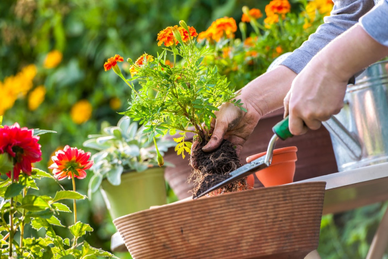 Dārza pārvērtības – ātri un vienkārši veidi, kā uzlabot dārza estētiku